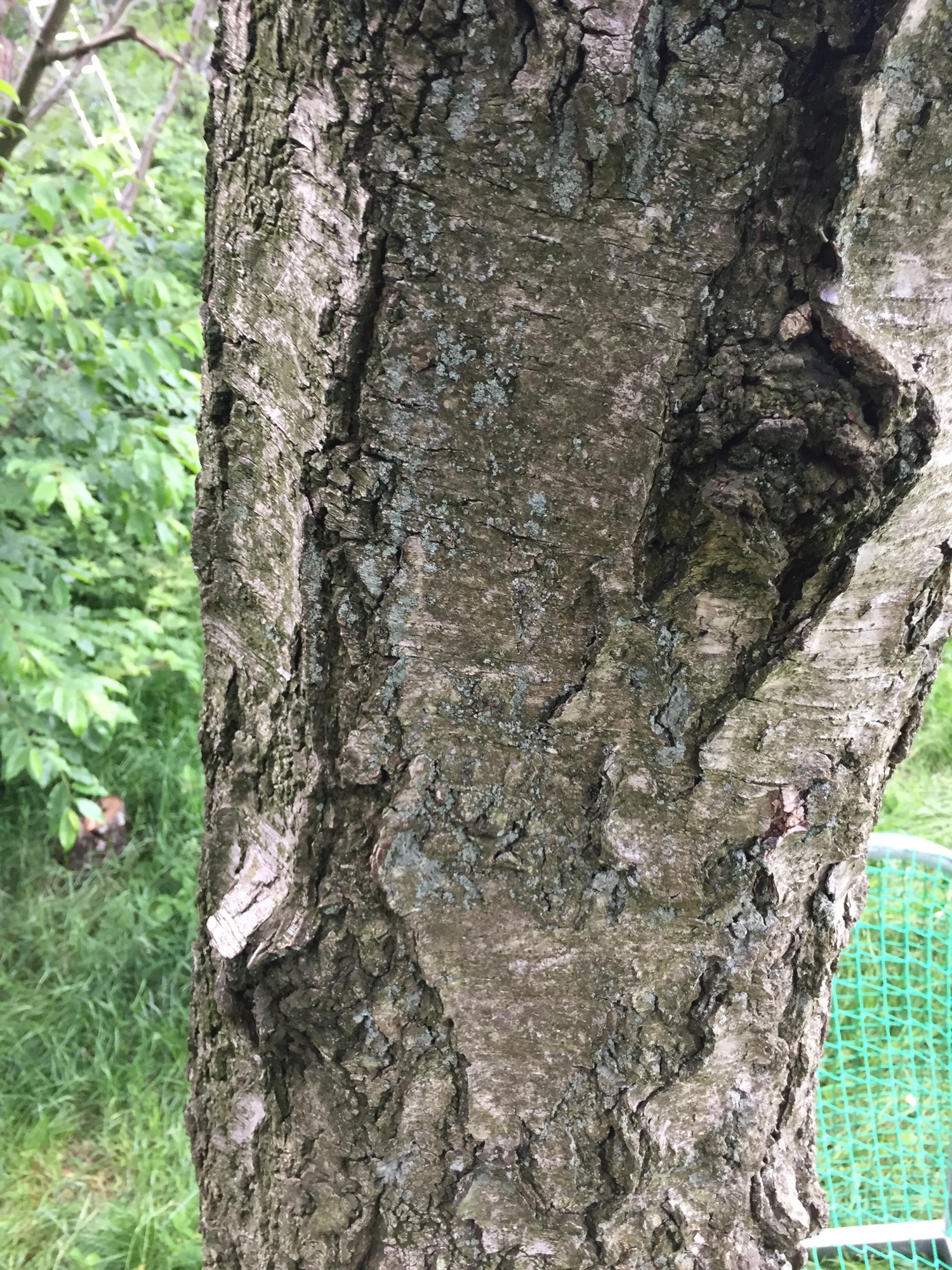 Results of 3 days continuous TreePRO usage on a very rough bark